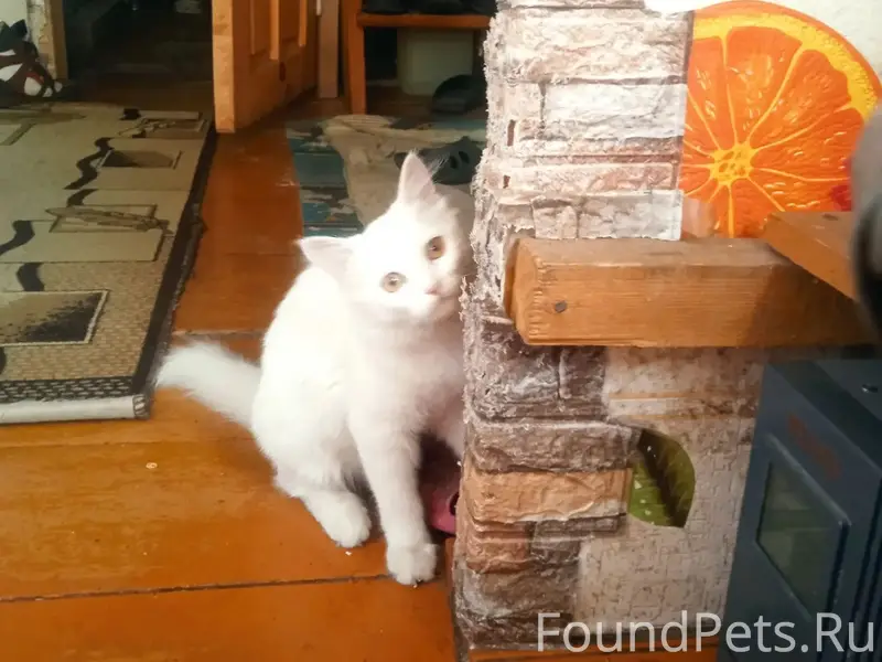 Пропала кошка Василиса