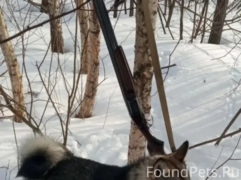 Пропали лайки, деревня Ярово