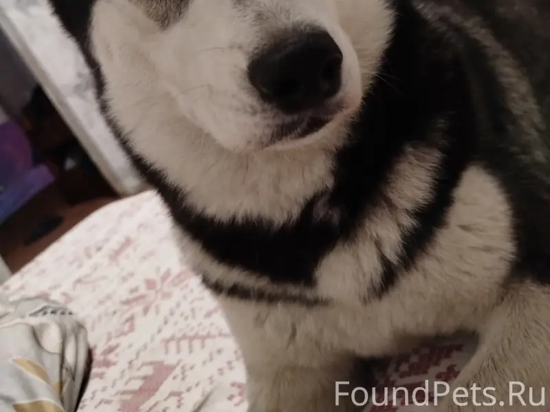 Пропала собака сибирский хаски