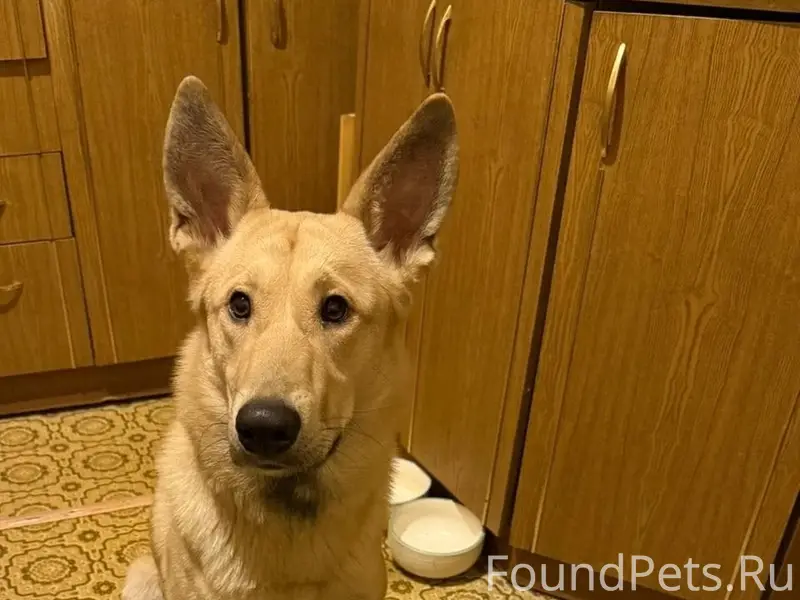 Пропала собака Боба