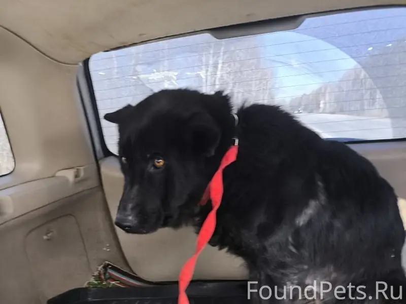 Найдена собака, Советский округ, Омск