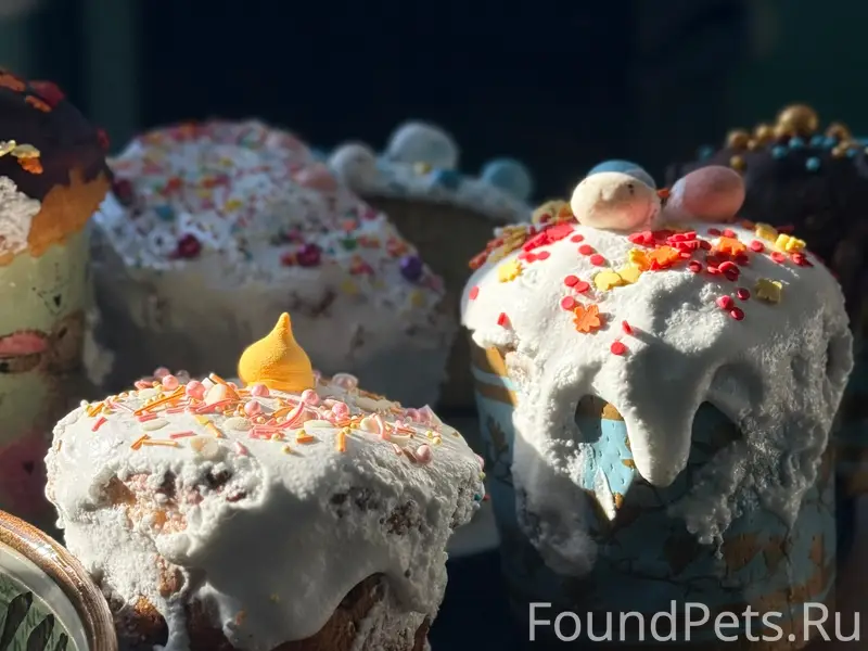 Пропал добрый пёс Джеки, деревня