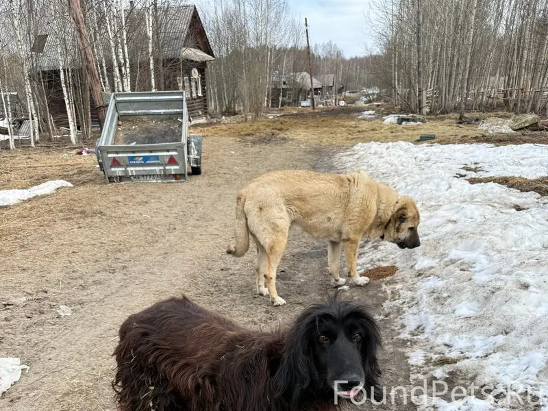 Найден алабай и собака по типу гончей, начало района