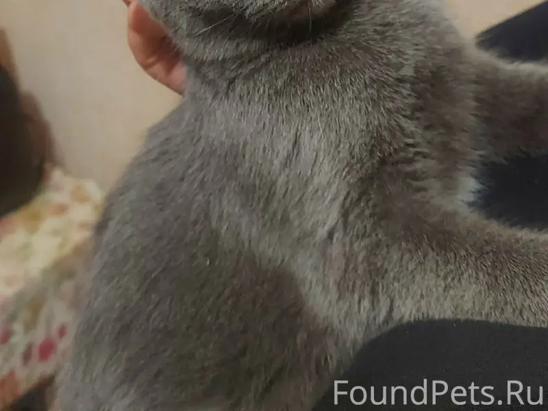 Найдена кошка, Южный, район Чехова