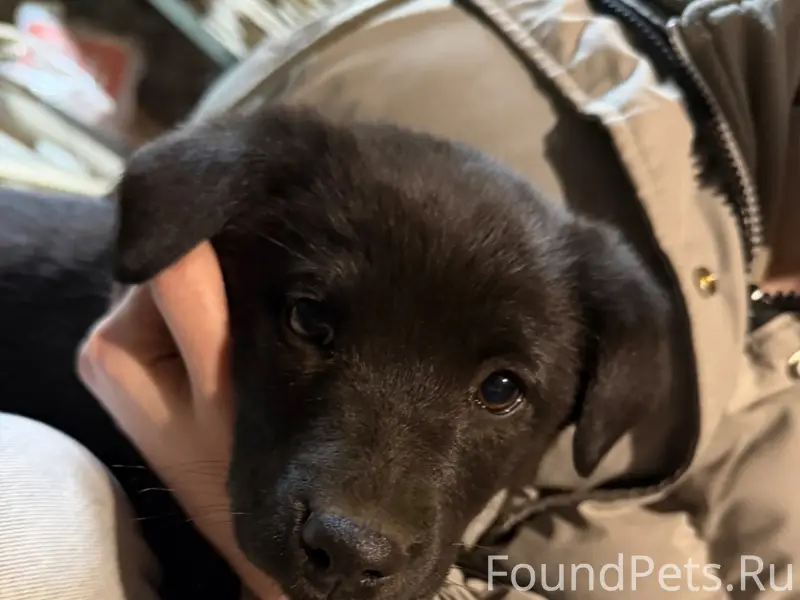 Пропала девочка щенок, есть приметное пятнышко