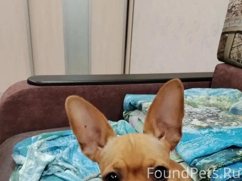 Найдена собака, Барнаул, С. Ускова