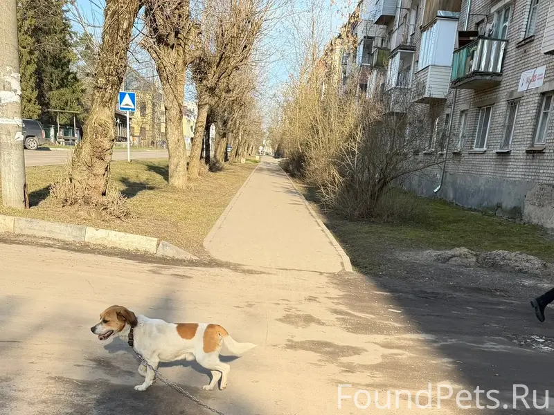 Пропала собака, район детского дома г. Покров