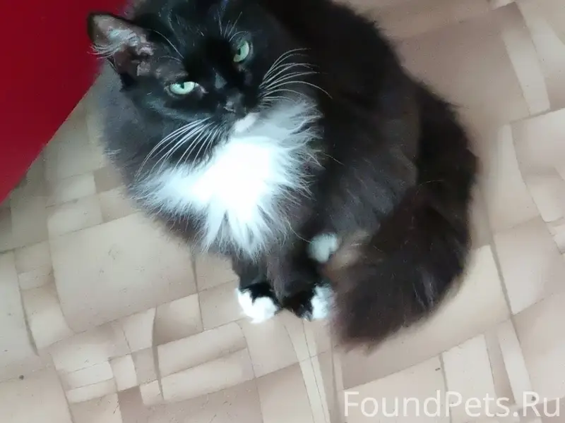 Пропала кошка Мурка, Рабочий посёлок