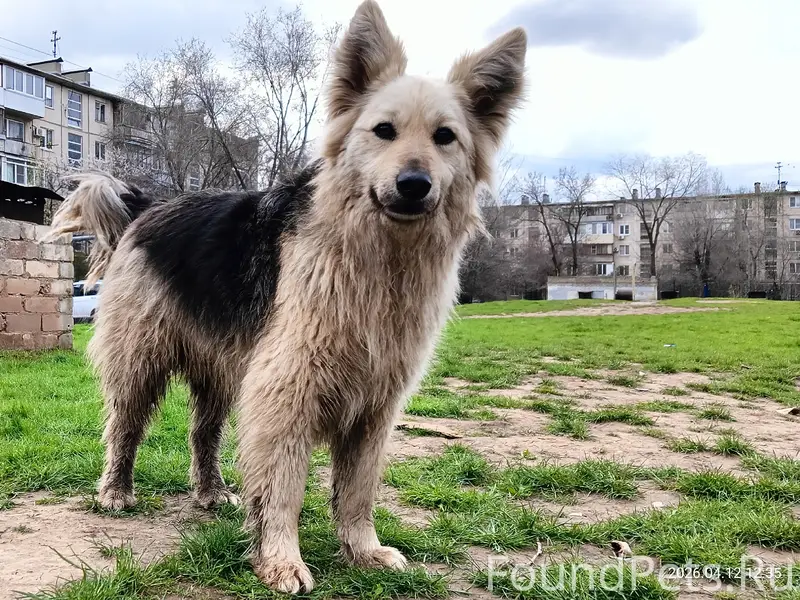 Найден контактный пёс, Красноармейский район