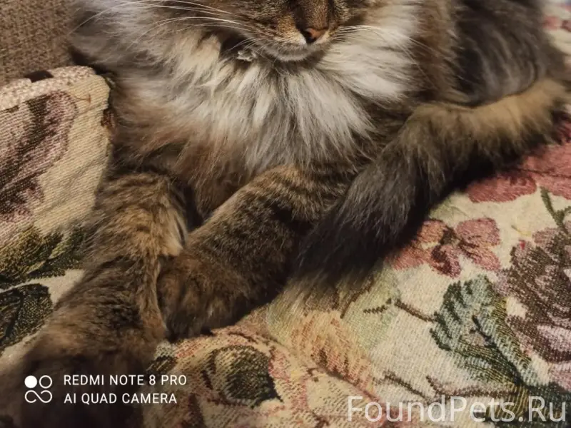 Пропала кошка Манька, Тольятти, Шлюзовой