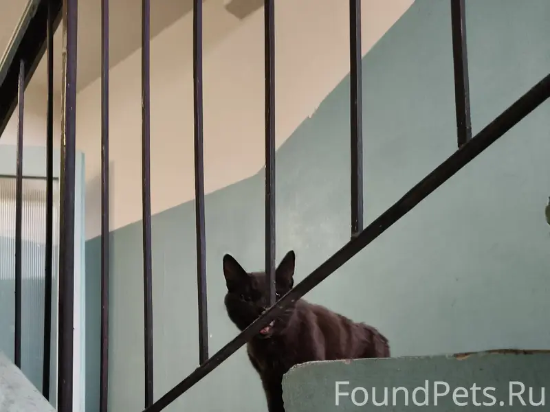 Найден кот, ЗШК на Раахе