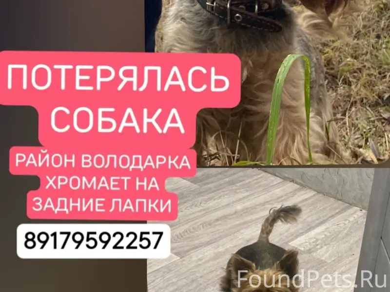 Пропала собака