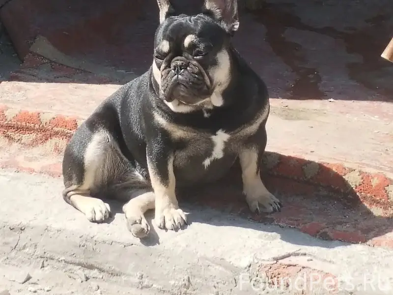 Пропала собака, х. Яново-грушевский