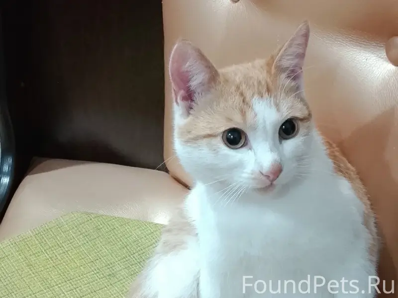 Пропал кот, Монолит