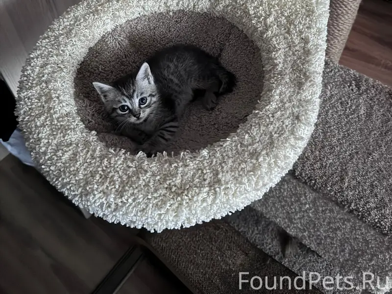 Найден котёнок, улица Благодатная