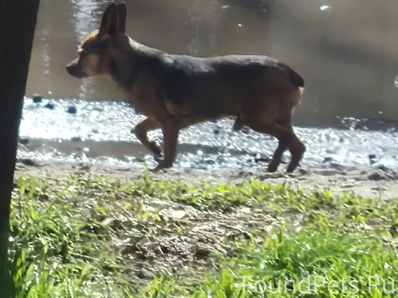 Найден пёс, район ул. Чехова