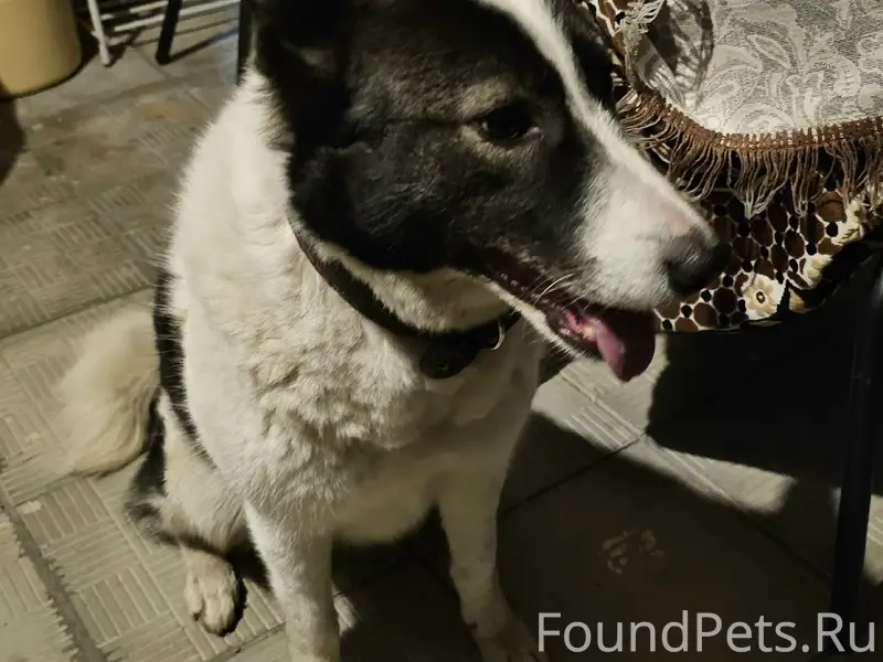 Найден щенок, пос. Нежный