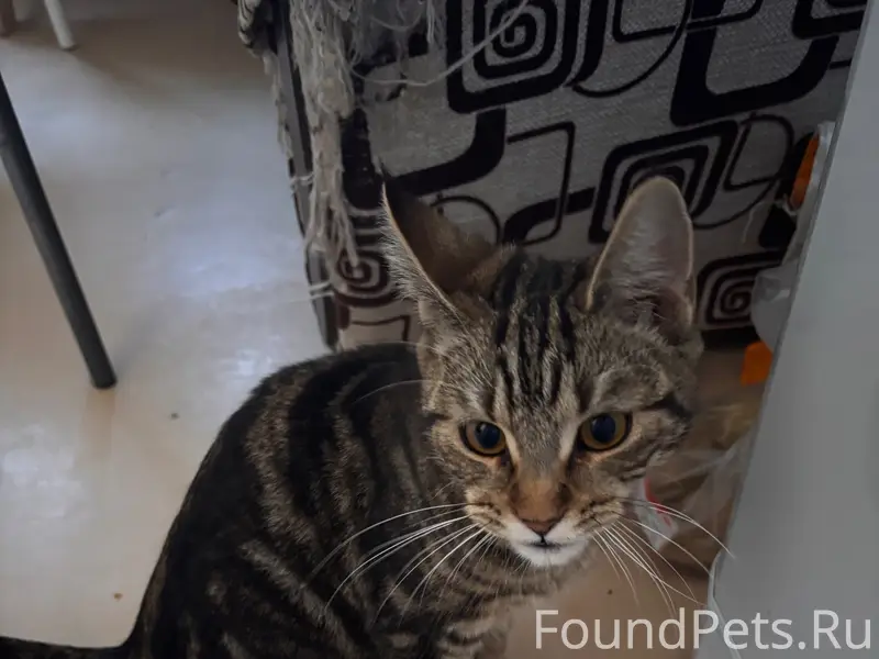 Найден короткошёрстный кот, Текстильная 20