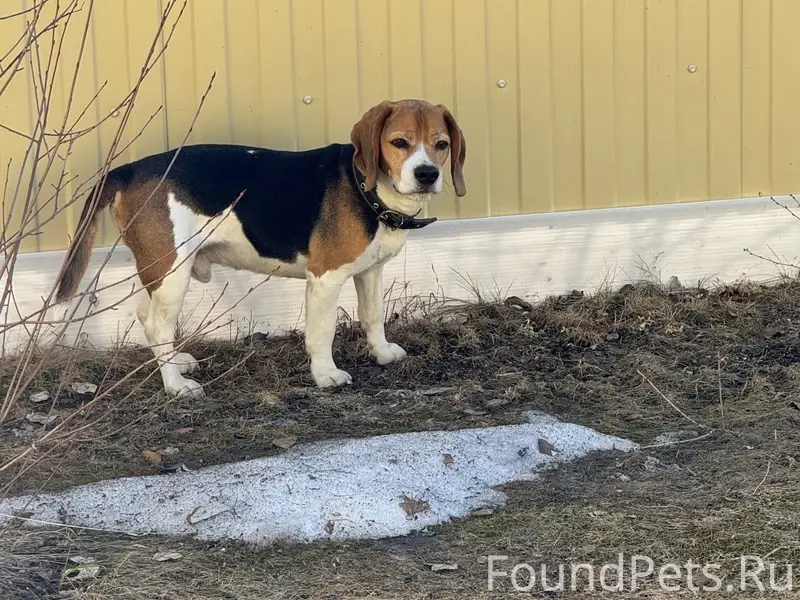 Пропал пёс Барни, улица Ленинградская