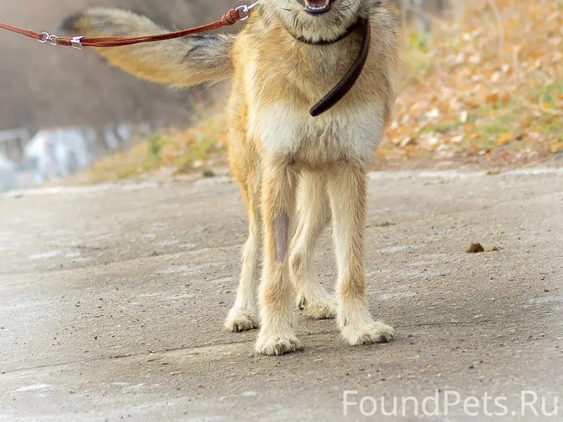 Пропала собака Плюшка, район телецентра