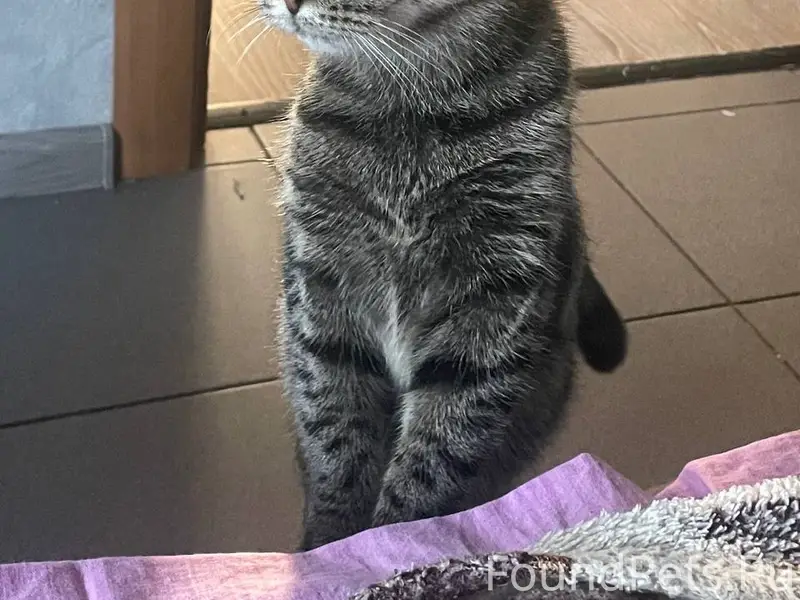 Пропала кошка, район Советской 6