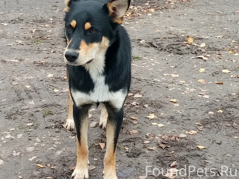 Пропал щенок, около года