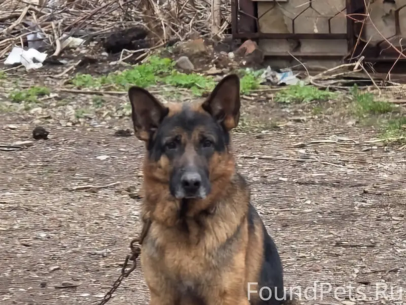 Найден кобель-овчарка, Салават, улица Гагарина