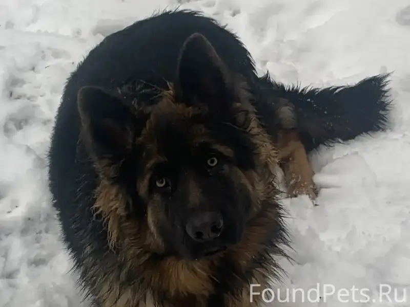 Пропала немецкая овчарка Лада, Шарташи