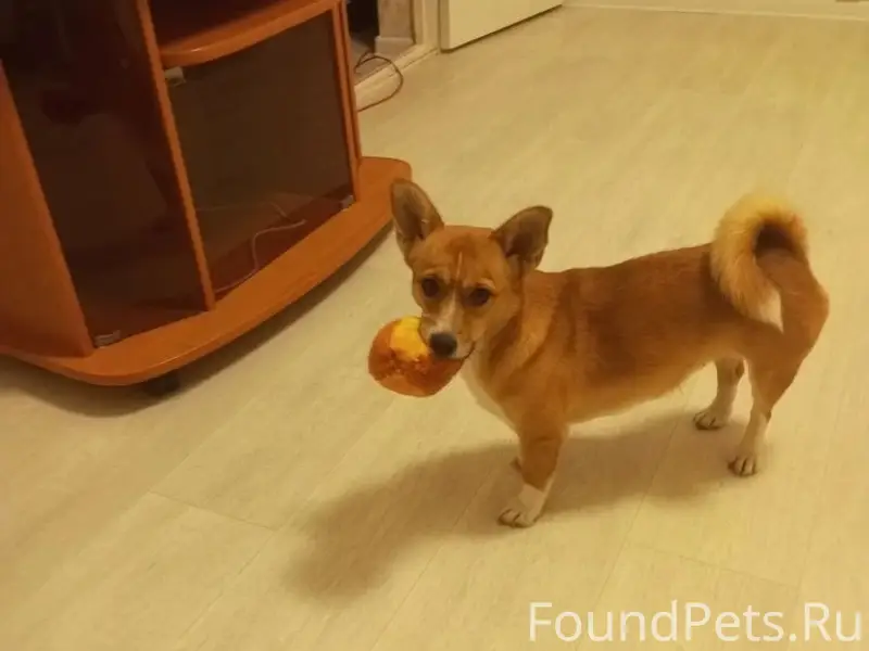 Пропала собака Маня, Белая Калитва