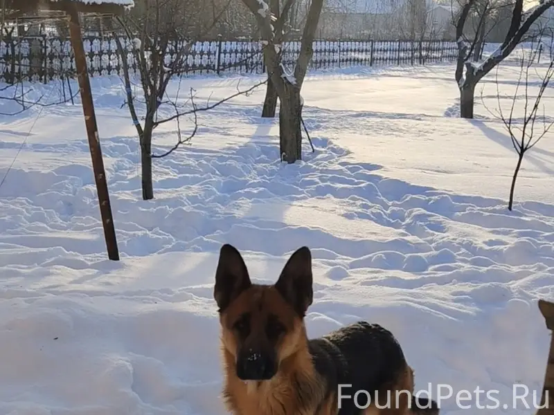 Пропала собака