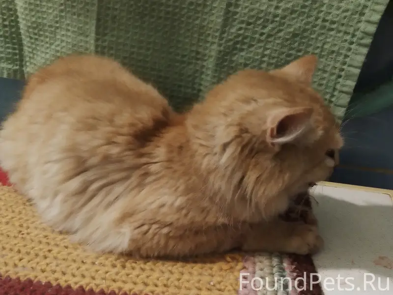 Найден кот, район «Пятерки» на Крылова