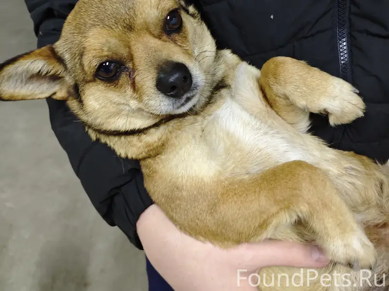Найдена собака, сучка