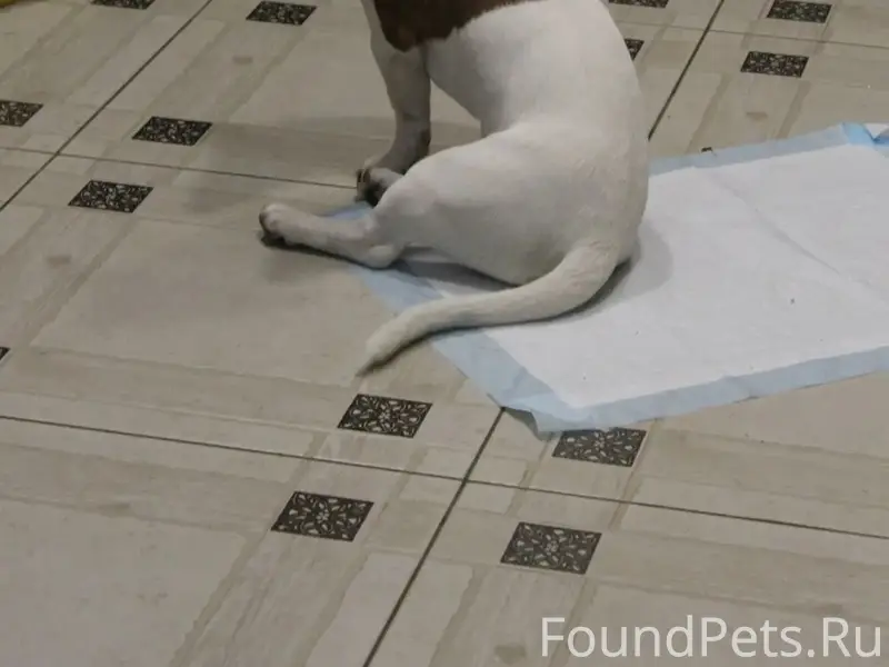 Пропал джек-рассел-терьер, Острогожское кольцо