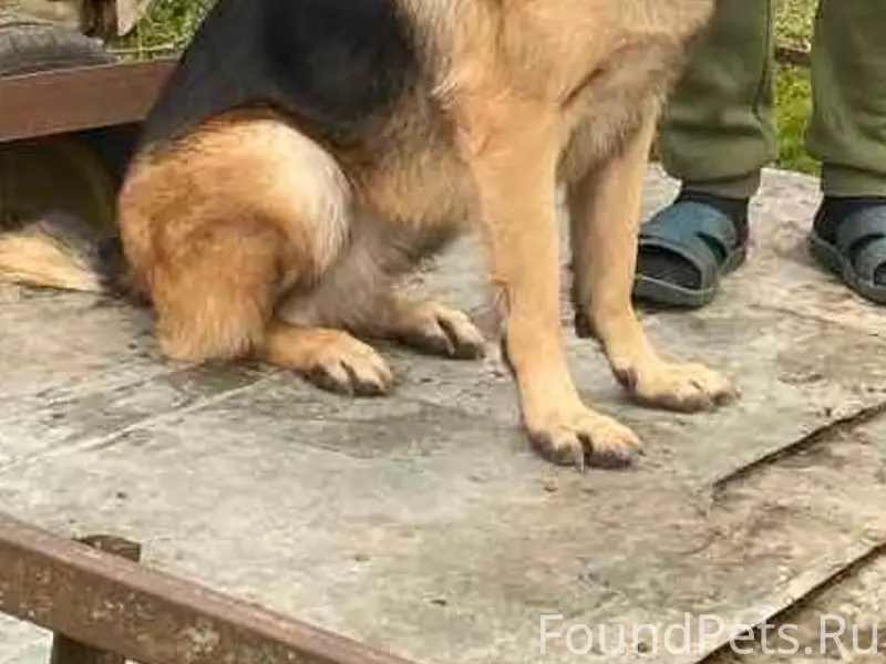 Пропала овчарка Мия, район Прудка