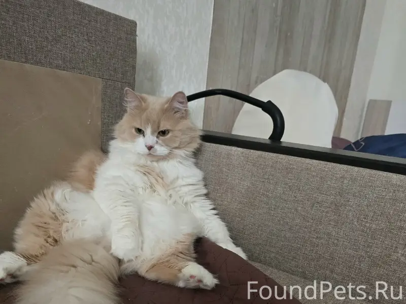 Пропал кот Мусик, Антонова-Овсеенко 33