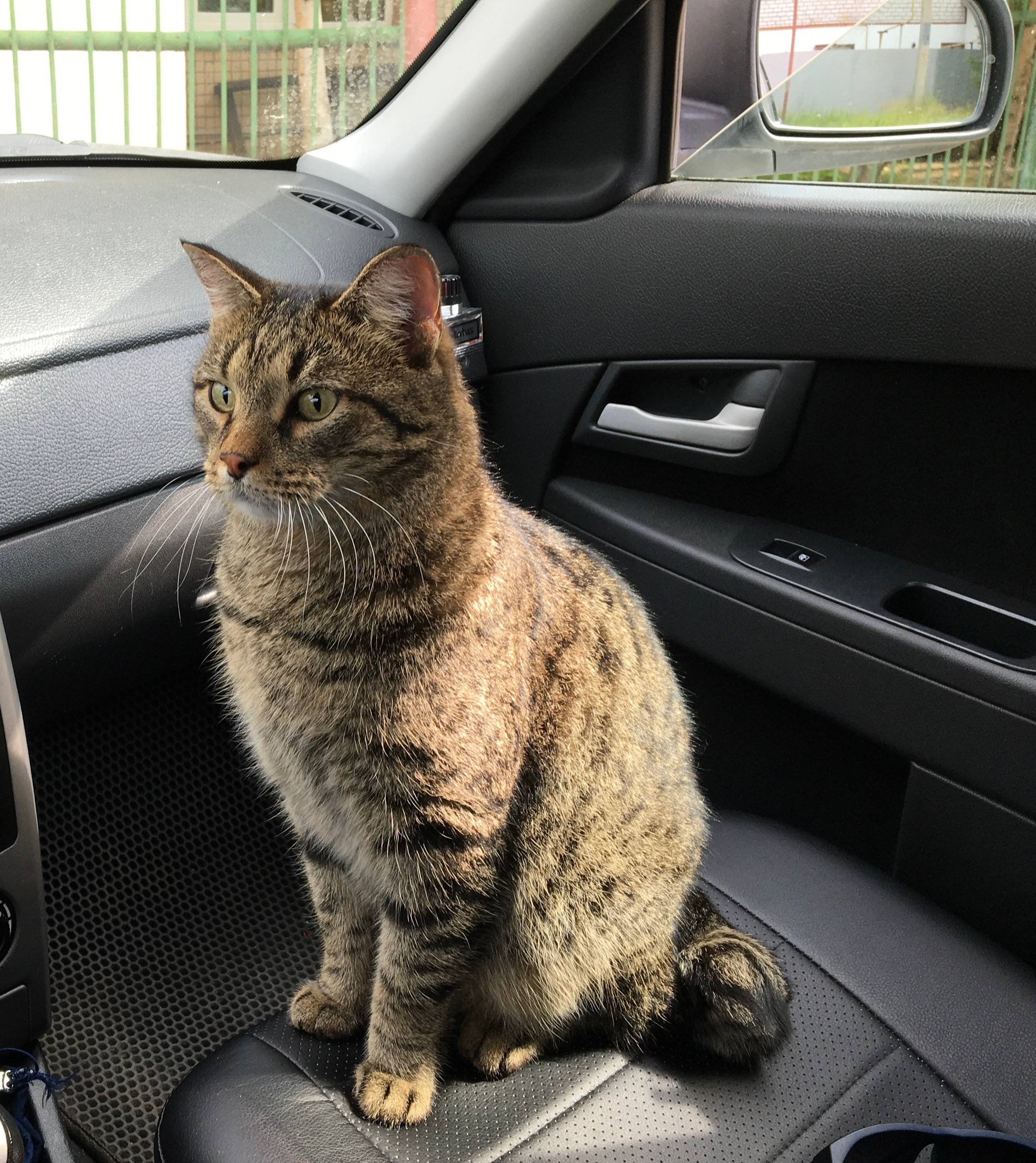 Пропал кот Барсик, Комсомольский/Молдавский район