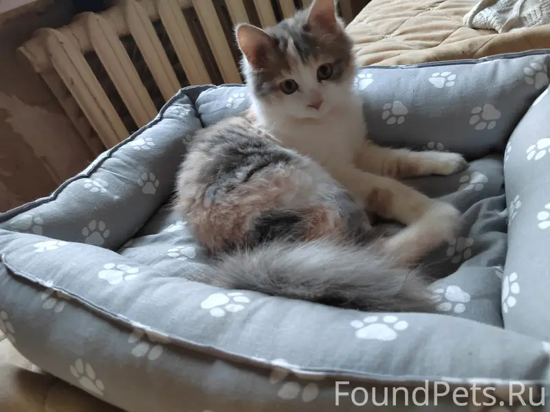 Пропала кошка, Гаев С. Тюлетенина