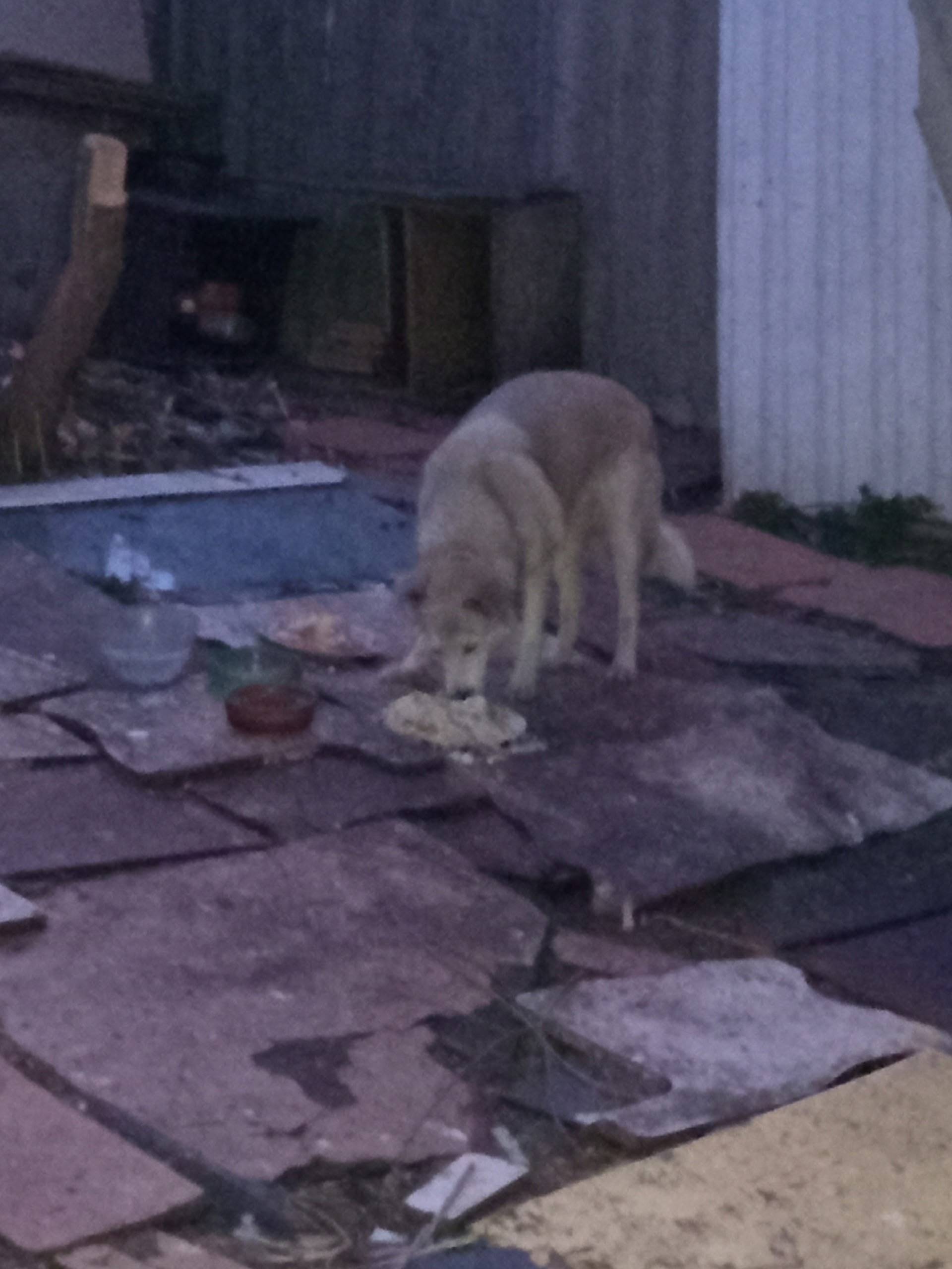 Пропали собаки, пос. Волховце