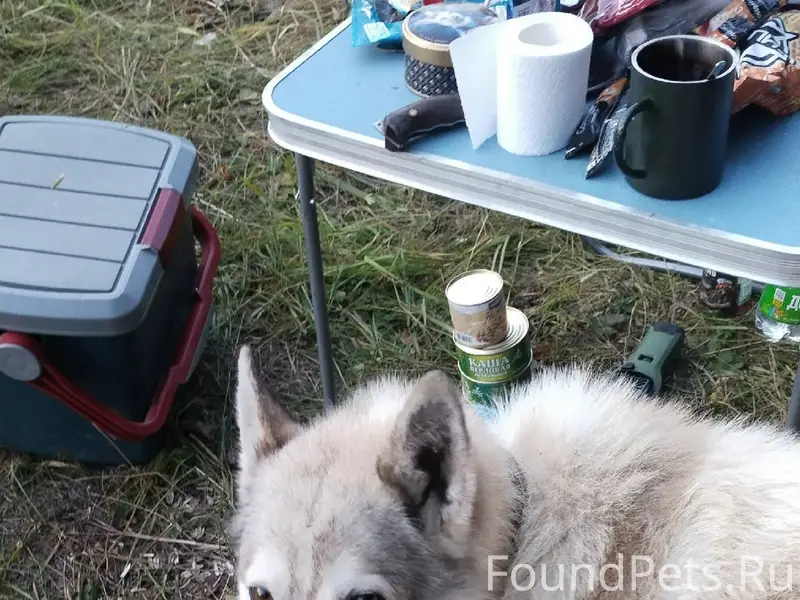 Пропала западно-сибирская лайка, свяжитесь по телефону