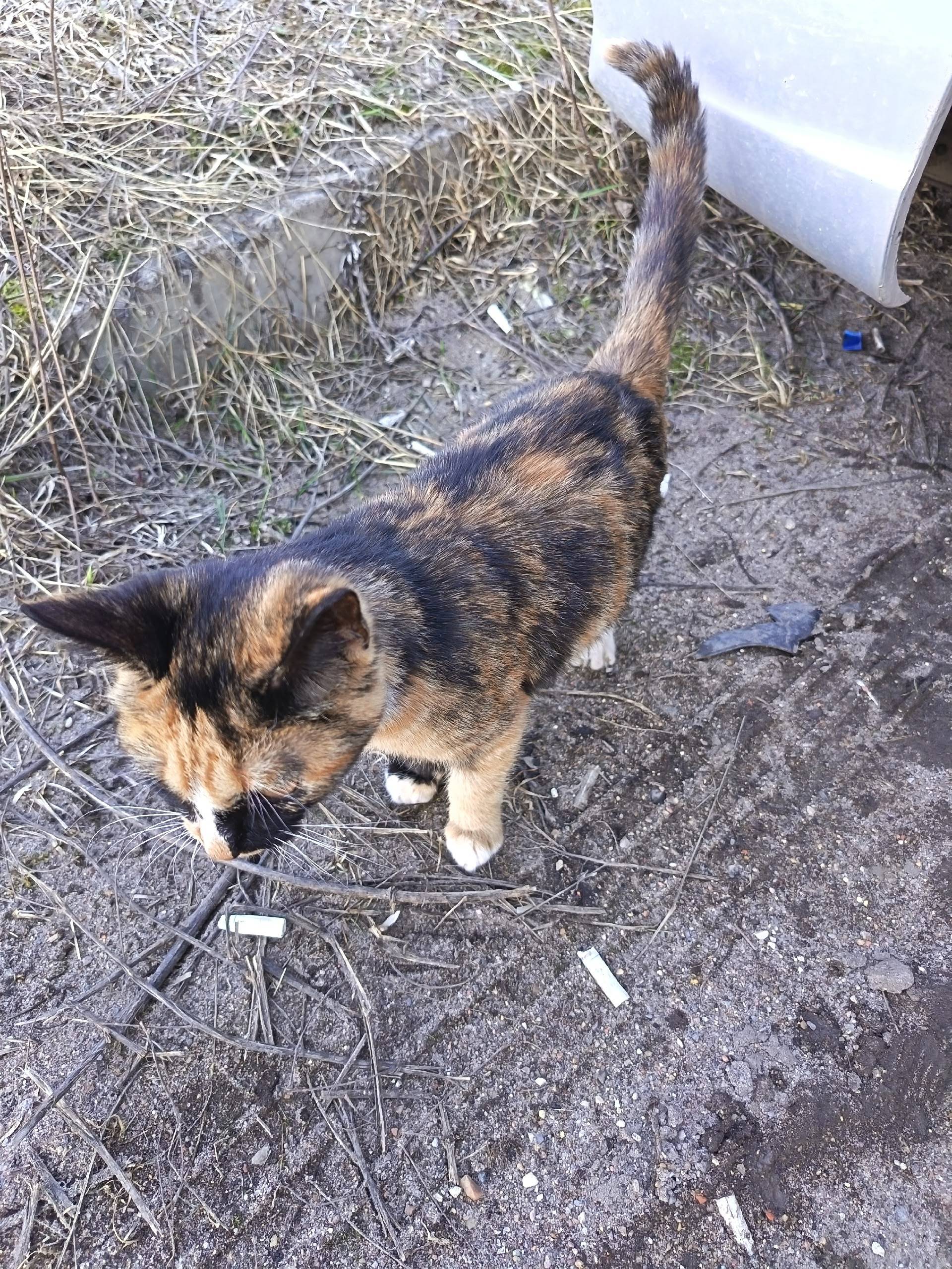 Найден котёнок, Песчаный переулок 15