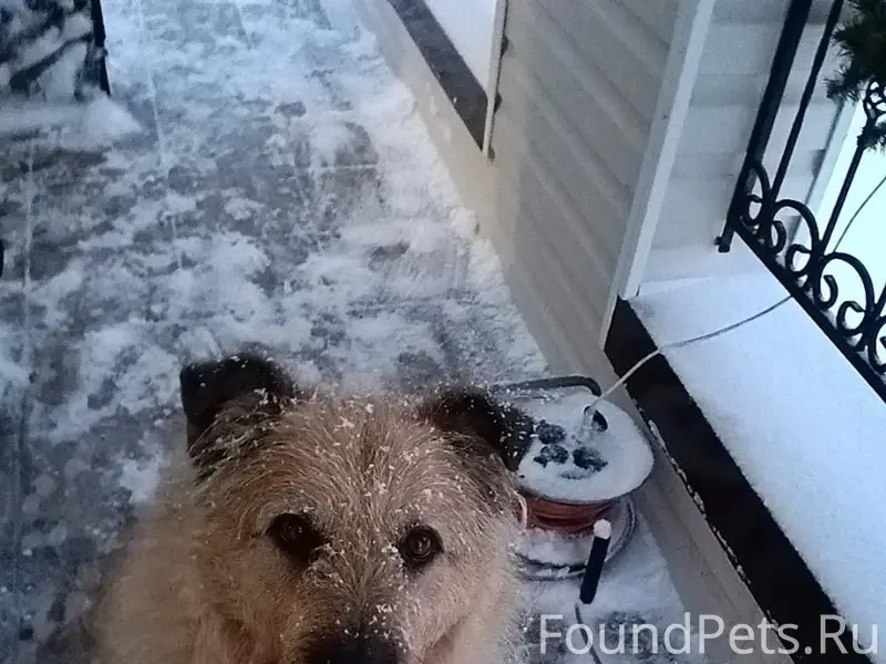 Пропал кобель Жора, Яльгелево