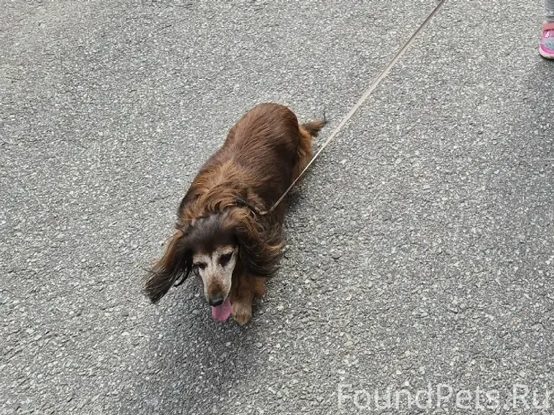 Пропал Ричи, длинношёрстная такса, Повракулка