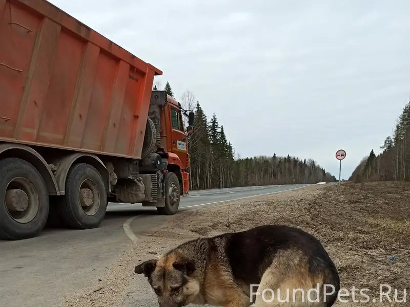 Пропала собака, Няндомская дорога, пос. Волошка