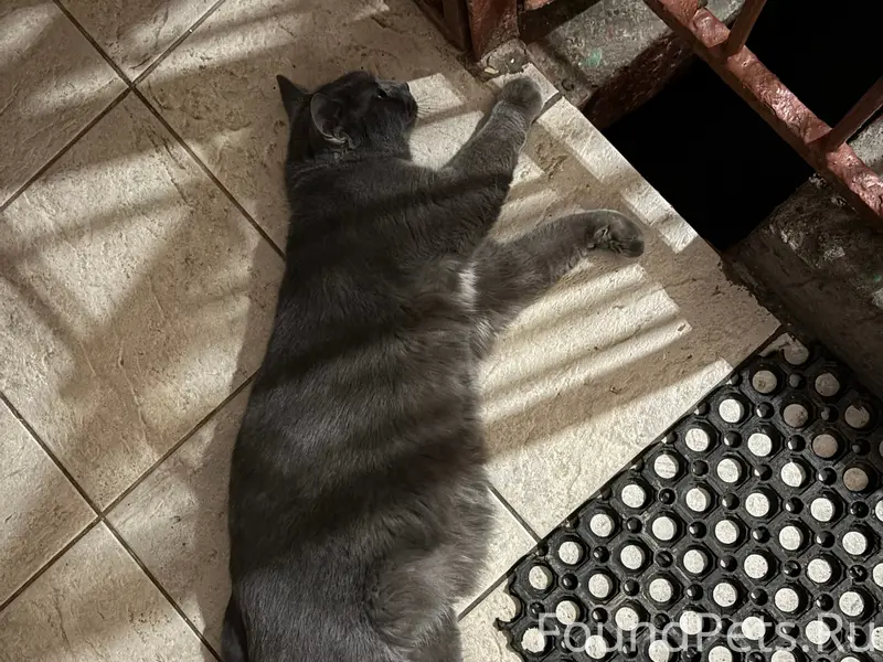 Найден кот, Калининский район