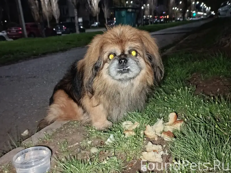 Пропал пекинес, район 105 училища