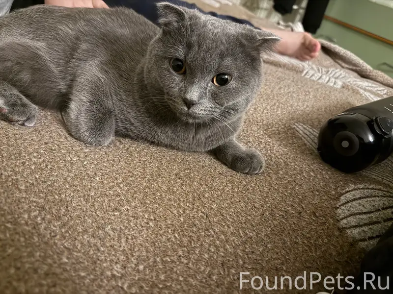 Пропал кот, деревня Фролово, Шиловский район