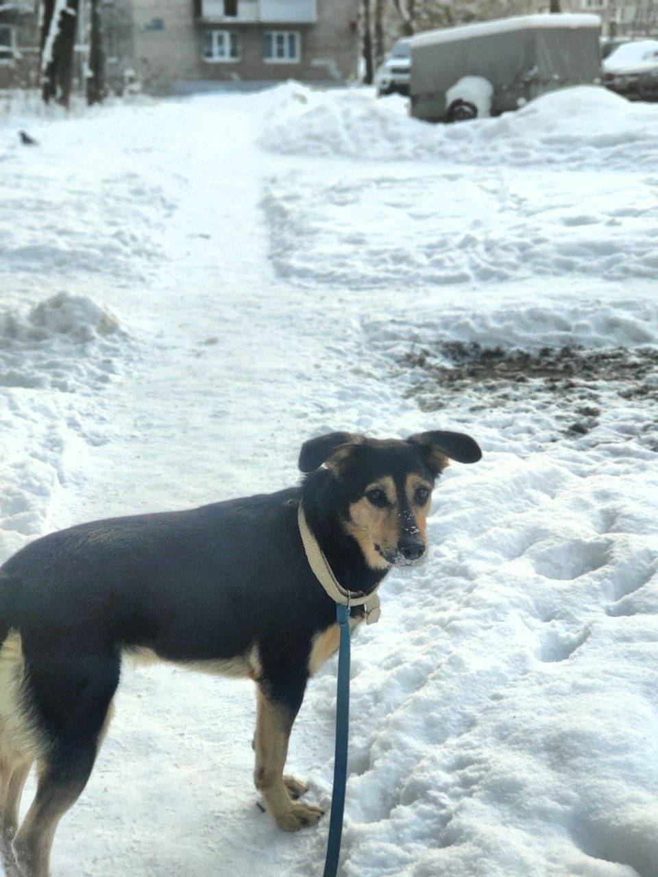 Пропала собака, колхозный рынок