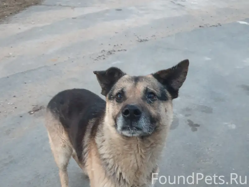 Найден пёс, [место: от Рягово в сторону Няндомы]