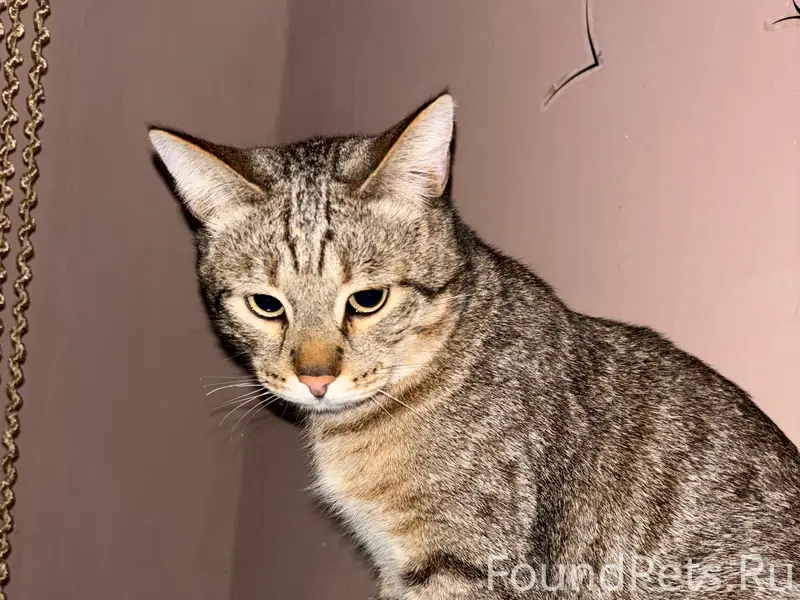 Найден кот, рудник