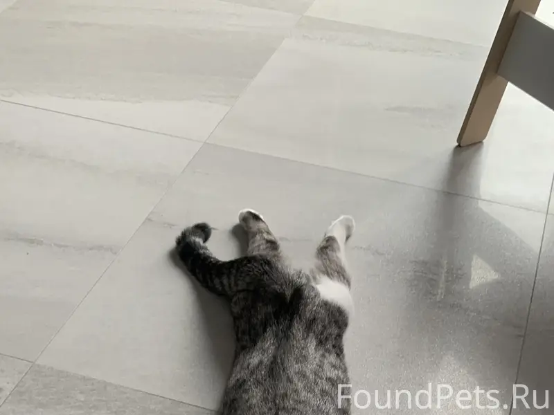 Пропал котик, помогите найти